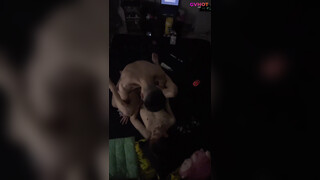 Vietnam Couple DAU Fucking Bareback (Part 1)