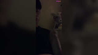 Vietnamese Student Sucks Dick Clips Leaked (Part 1)