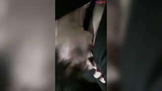 Two Hot Tiktoker Chinese Blowjob In The Car